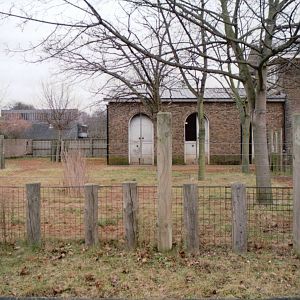 London Zoo 2002 - Okapi exhibit at the Burton Giraffe House
