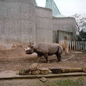 London Zoo 2002 - Part of the Black Rhinoceros exhibit at the Casson Pachyd