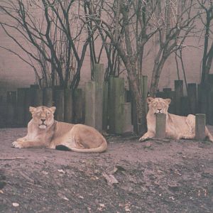 London Zoo 2002 - Asiatic Lionesses