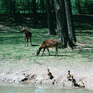 Parco Faunistico La Torbiera, Agrate Conturbia, 2000