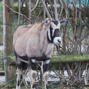 Young Gemsbok at Chester, 02/01/11