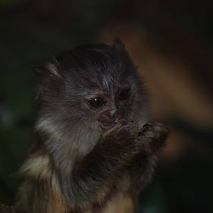 Young Black-tailed Marmoset at Chester, 02/01/11