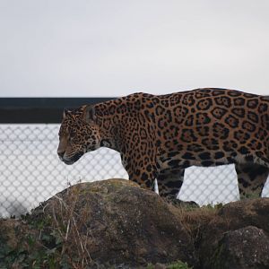 Jaguar at Chester, 02/01/11