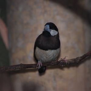 Timor Sparrow at Chester, 02/01/11