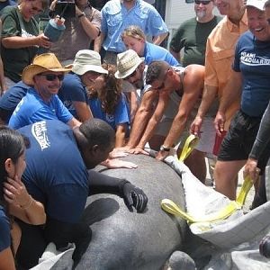 Rescue and Rehabilitation of Florida Manatees