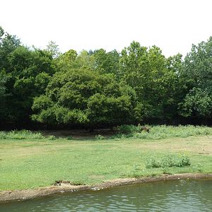 Multi-Acre Texas Longhorn/White-Tailed Deer/Bison/Sandhill Crane Exhibit