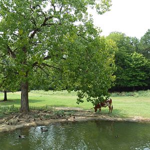 Multi-Acre Texas Longhorn/White-Tailed Deer/Bison/Sandhill Crane Exhibit