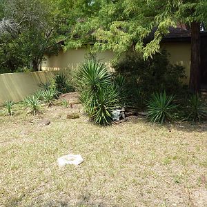 Reptile House - Box Turtle/Gopher Tortoise Exhibit