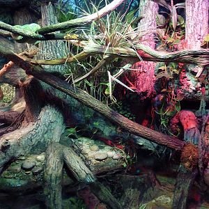 Reptile House - Emerald Tree Boa Exhibit