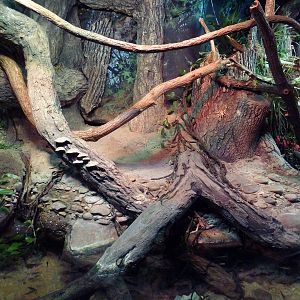 Reptile House - Emerald Tree Boa Exhibit