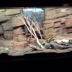 Reptile House - Mixed-Species Exhibit