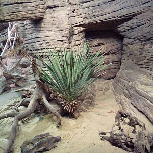 Reptile House - Gila Monster Exhibit