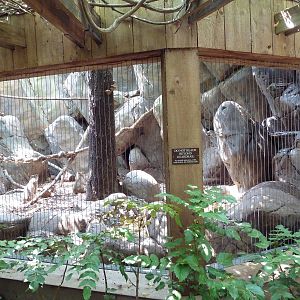 Bobcat Exhibit