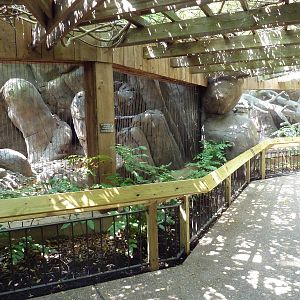 Serval + Bobcat Exhibits