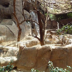 Turkey Vulture/Great Horned Owl/Barred Owl Exhibit