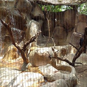 Turkey Vulture/Great Horned Owl/Barred Owl Exhibit