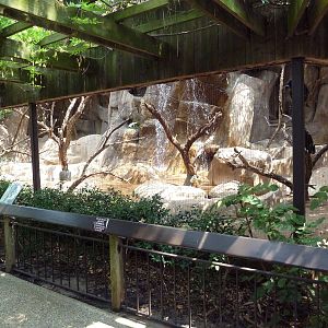 Turkey Vulture/Great Horned Owl/Barred Owl Exhibit