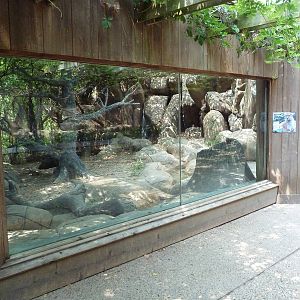 Cougar Exhibit