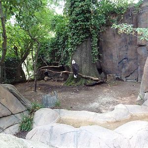 Bald Eagle Exhibit