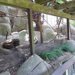 Coati Exhibit