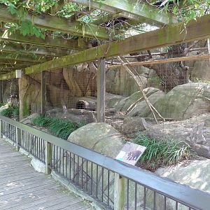 Coati + Red Fox Exhibits