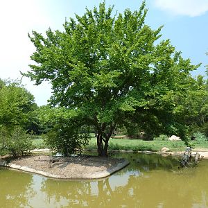 Multi-Acre Texas Longhorn/White-Tailed Deer/Bison/Sandhill Crane Exhibit