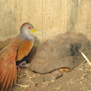 Gray-necked Wood Rail and Red-footed Tortoise