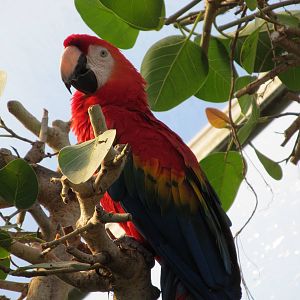 Scarlet Macaw