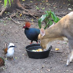 Crested Wood Partridges, White-crested Laughing Thrushes, and Indian Muntja