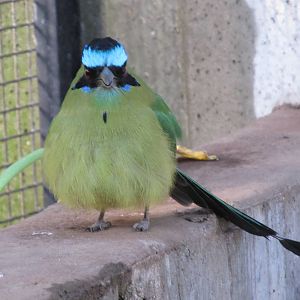 Blue-crowned Motmot