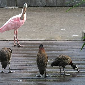 Roseate Spoonbill and White-faced Whistling Duck