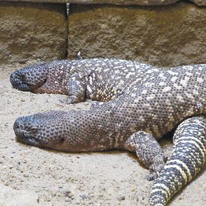 Mexican Beaded Lizards