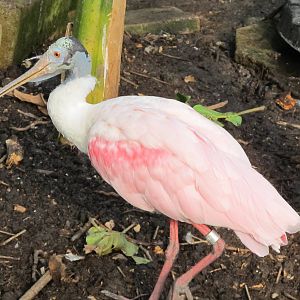 Roseate Spoonbill