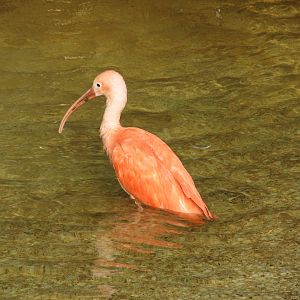 Scarlet Ibis