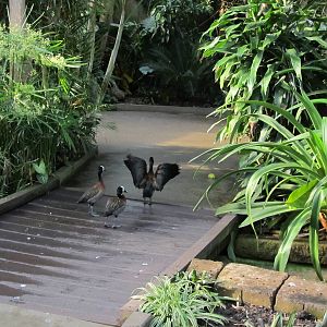 White-faced Whsitling Duck