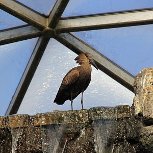Hammerkop