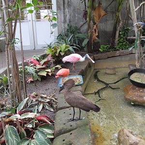 Roseate Spoonbill, Scarlet Ibis, and Hammerkop