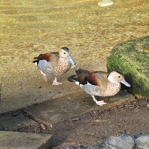 Ringed Teal