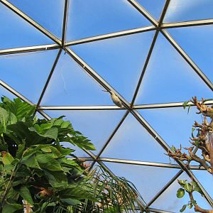 Free-roaming Tamandua