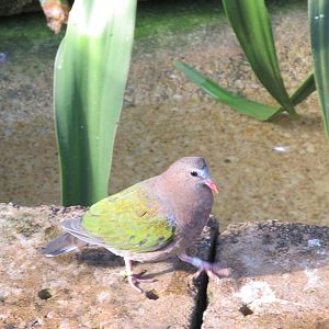Emerald Dove