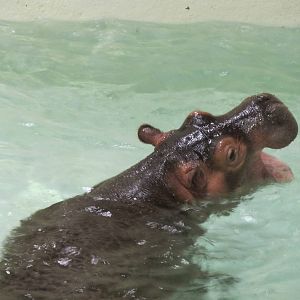 Hippopotamus