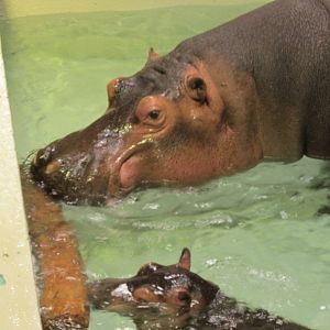 Hippopotamuses