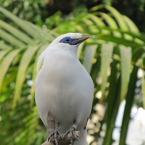 Bali Mynah