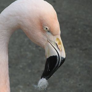 Chilean Flamingo