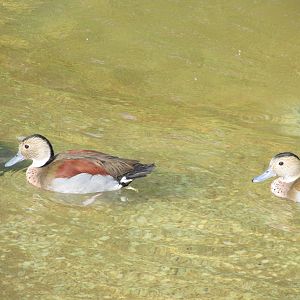 Ringed Teals