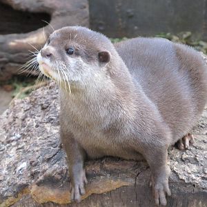 Asian Small-clawed Otter