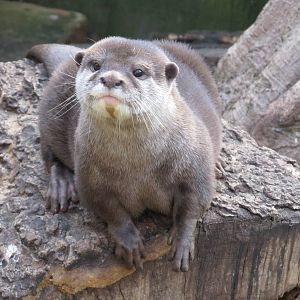 Asian Small-clawed Otter