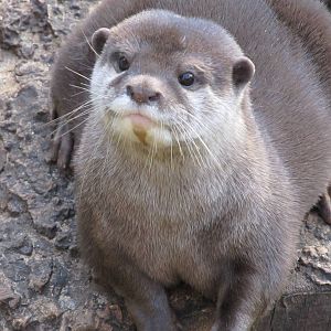 Asian Small-clawed Otter