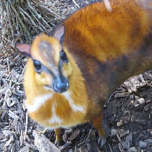 Malayan Chevrotain