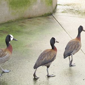 White-faced Whistling Duck